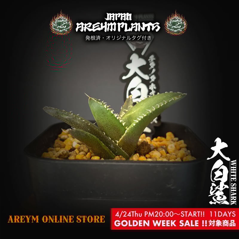 中国雲南省産 アガベ チタノタ ホオジロザメ 大白鯊 agave 中国雲南省産 アガベ チタノタ ホオジロザメ 大白鯊 agave