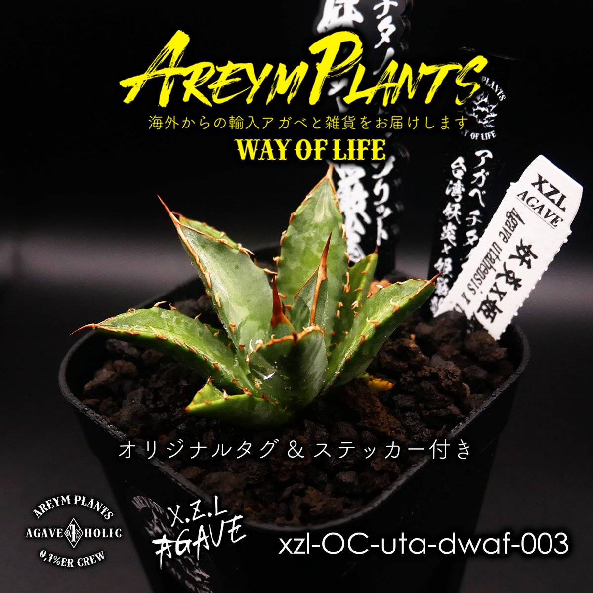 ハイブリット株!アガベ 妖炎x姫厳龍 Agave utahensisVer ハイブリット株!アガベ 妖炎x姫厳龍 Agave utahensisVer