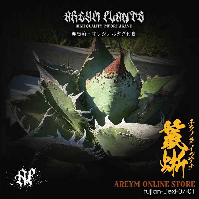 発根棚撤去 チタノタ「青犀牛（モドキ）」 発根済 発根済 福建省産 アガベ チタノタ 鬣蜥 イグアナ Agave Titanota