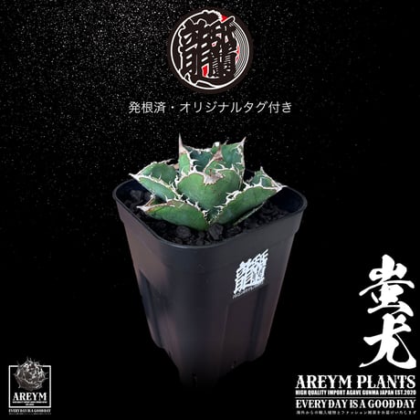 税込・送料無料でお届け致します 雲南省産 アガベ チタノタ 蚩尤 agave titanota siyu AREYM-TC-SIYU-06-01
