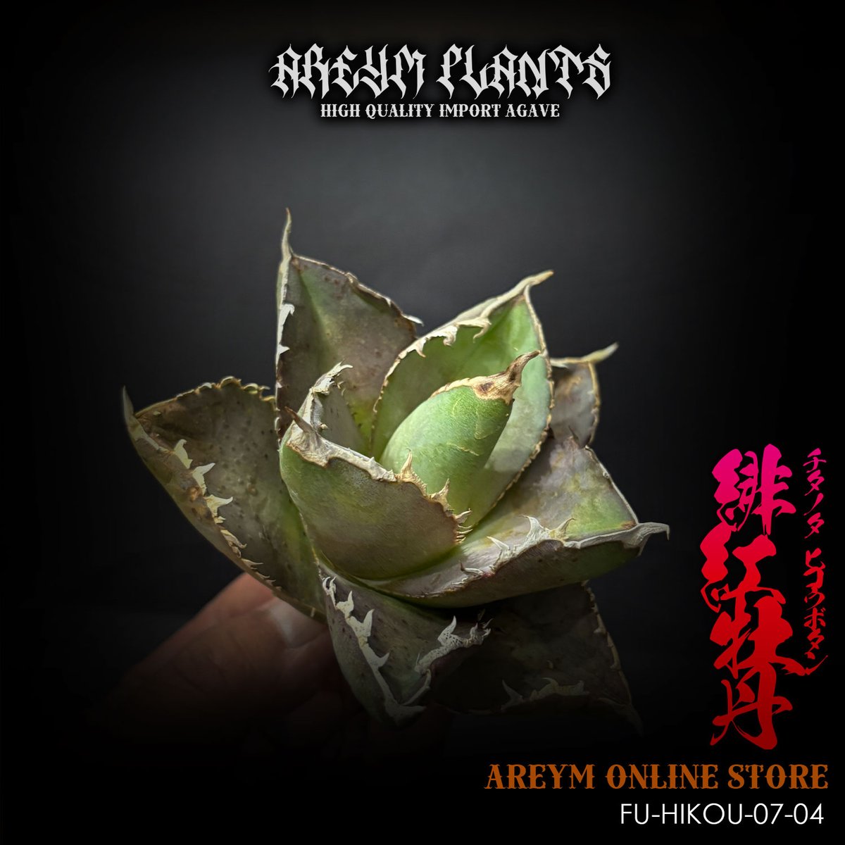 アガベ　緋紅牡丹　大型株 アガベ緋紅牡丹 | STORES