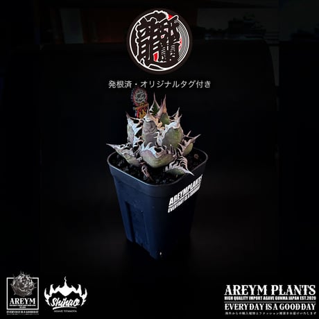 アレイムプランツ