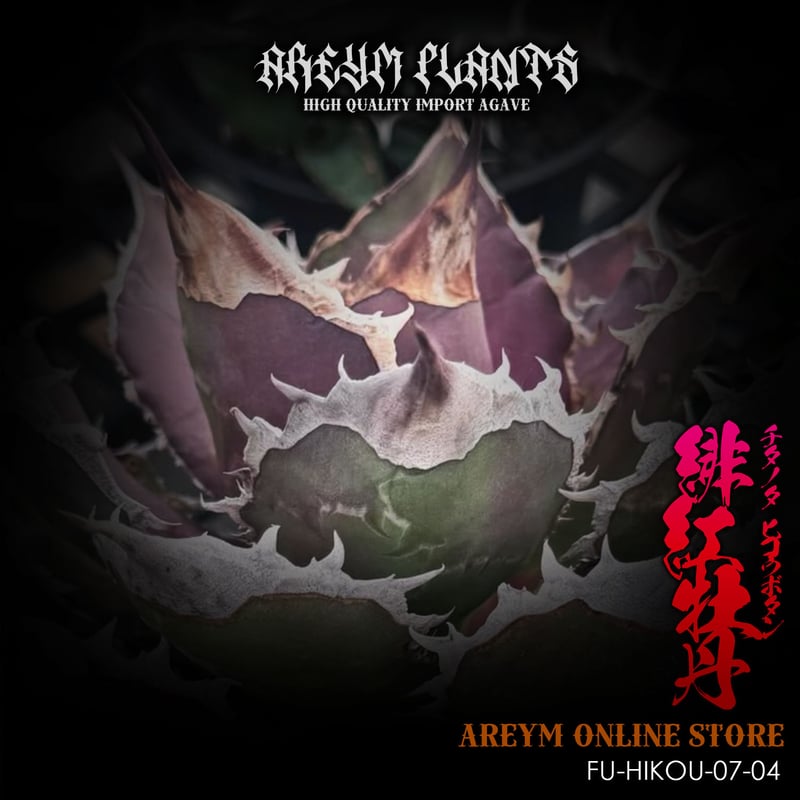 福建省産 アガベ チタノタ 緋紅牡丹 Agave Titanota hikoubotan