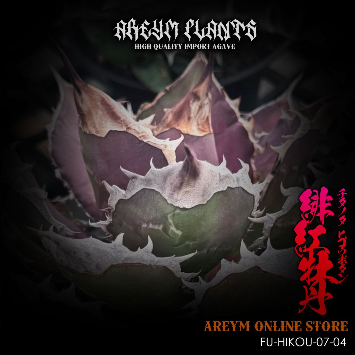 アガベ　緋紅牡丹　大型株 福建省産 アガベ チタノタ 緋紅牡丹 Agave Titanota hikoubotan