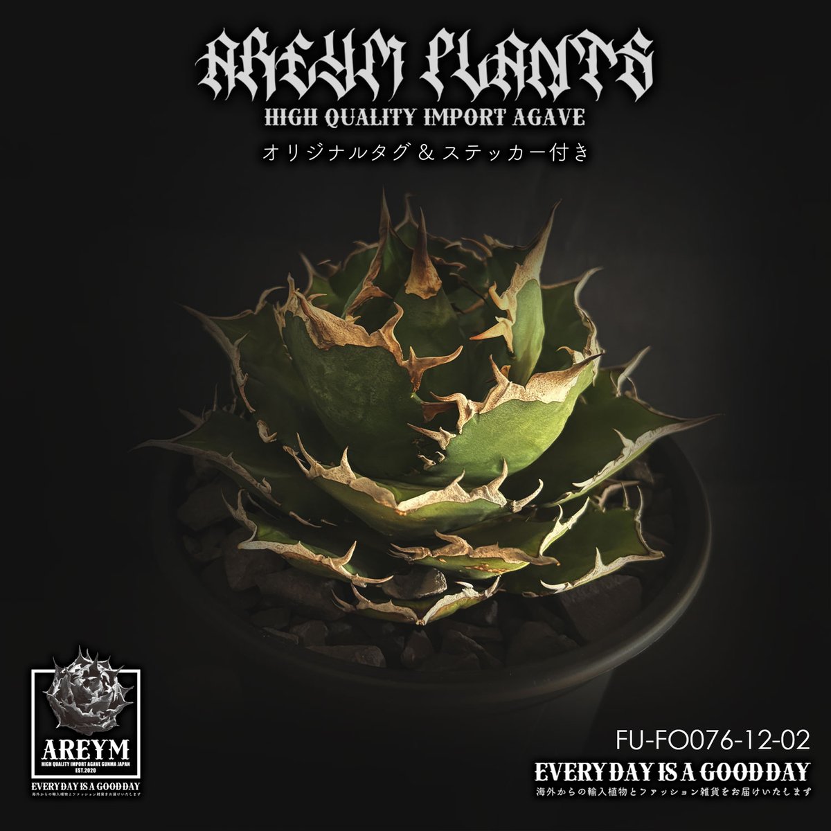 税込・送料無料でお届け致します アガベ チタノタ FO-076 Agave