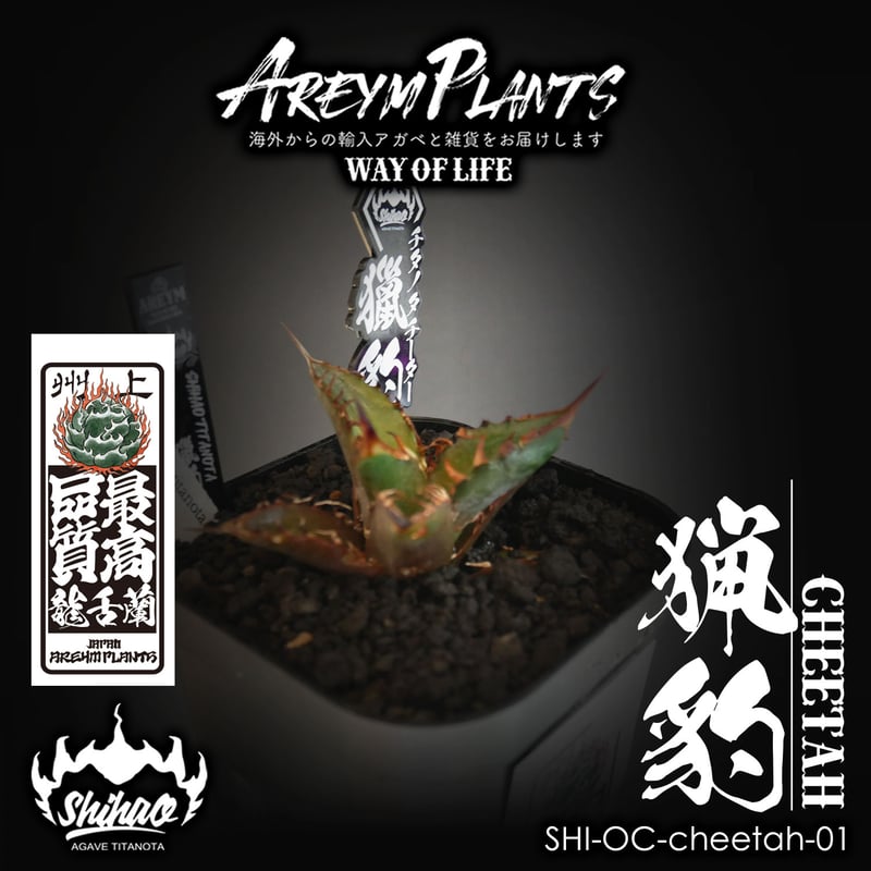 発根済 Shi_hao 産 アガベ チタノタ チーター 獵豹【台湾Shihao 発根済 Shi_hao 産 アガベ チタノタ チーター 獵豹【台湾Shihao