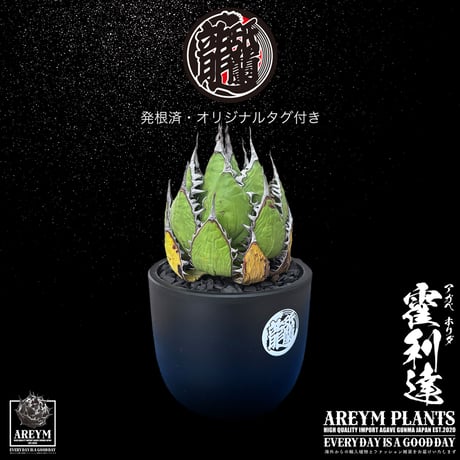 発根済 送料無料 アガベ ホリダ 霍利達 Agave horrida ARM-HORIDA-06-02