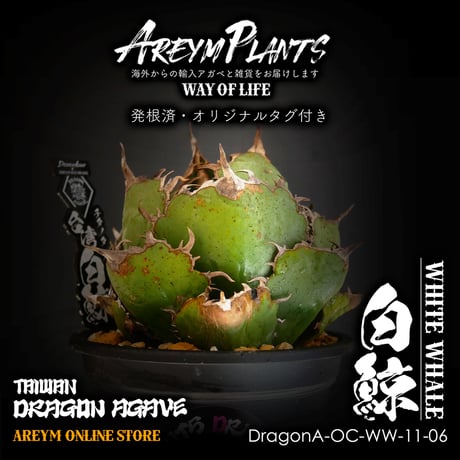 アガベチタノタ白鯨 | STORES