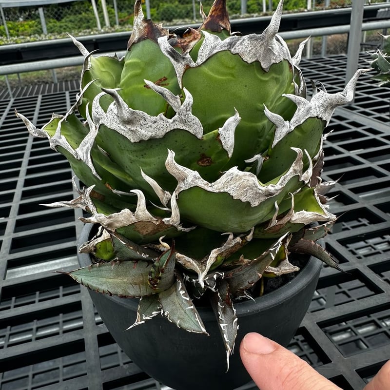 発根済 Shi_hao 産 アガベ チタノタ チーター 獵豹【台湾Shihao 発根済 Shi_hao 産 アガベ チタノタ チーター 獵豹【台湾Shihao
