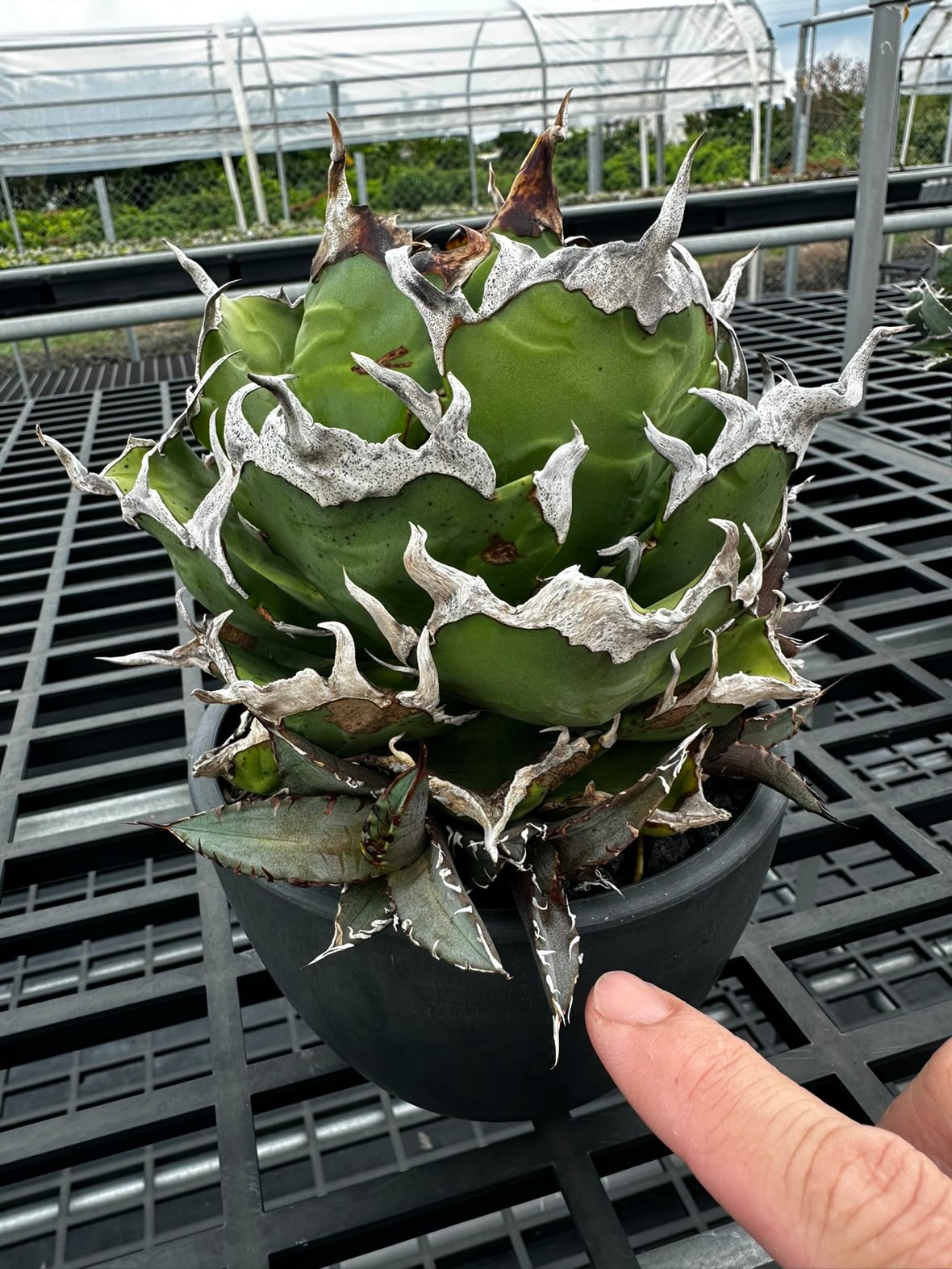 アガベ チタノタ 獵豹/チーター(子株付き) Berlin産 01 台湾 Agave titanota cheater 獵豹チーター cho産 | Pay ID