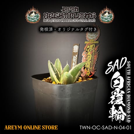 アガベsad | STORES アガベsad | STORES