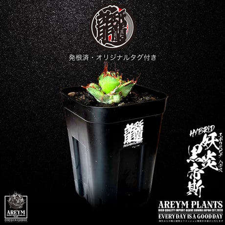 CATEGORY アガベ 小株 | アレイムプランツ