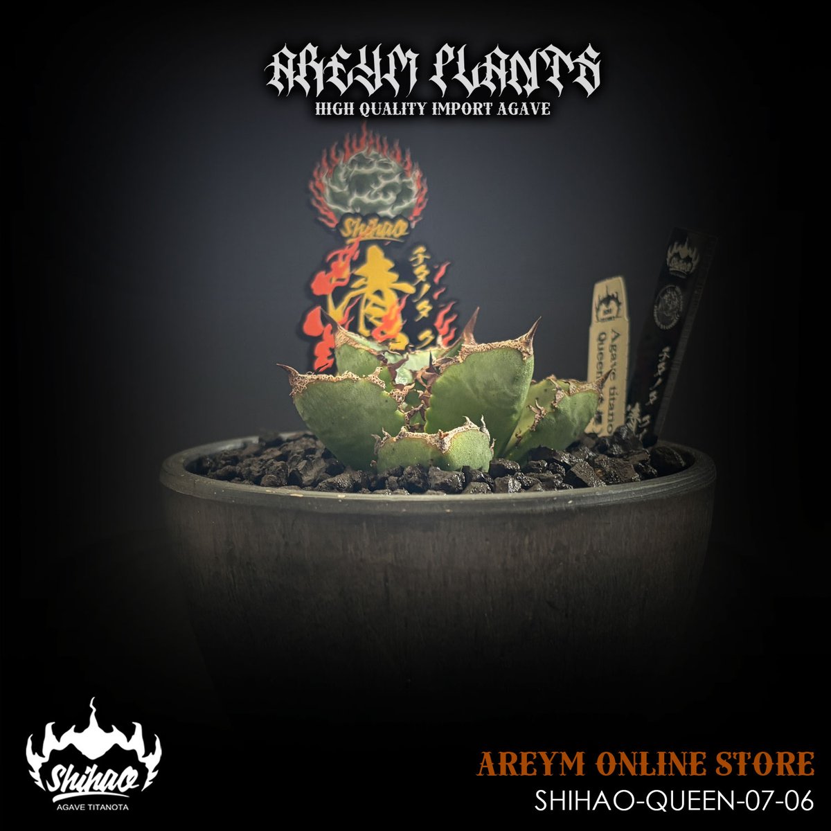 龍球荟 白毫刺 子株OC (発根済) アガベ 白毫刺 OC 子株 【龍球荟】白豪刺 龍球荟 白毫刺