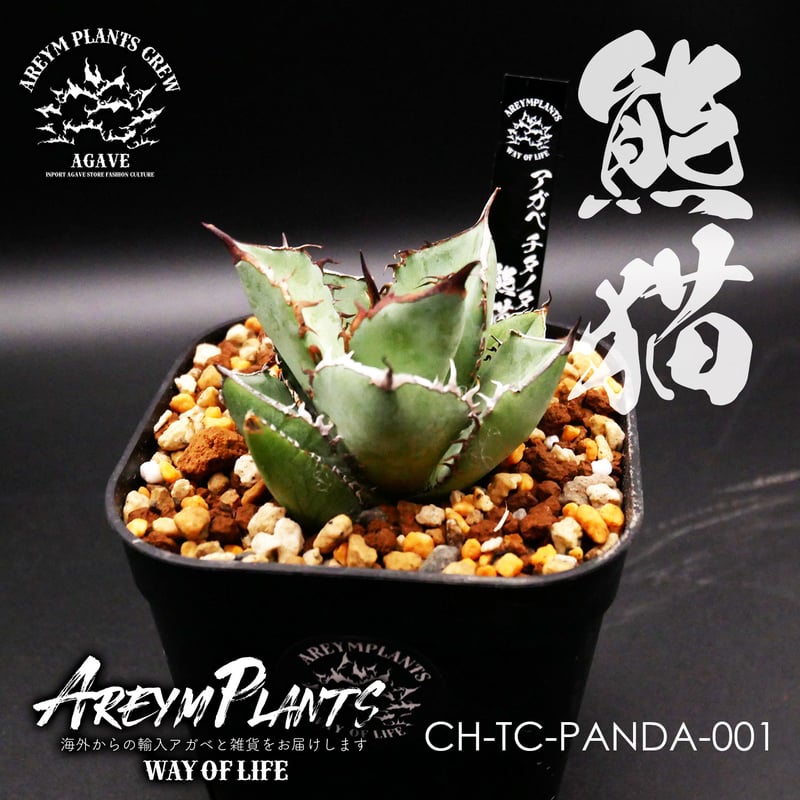 アガベ チタノタ パンダ Agave titanota Panda 熊猫 CH-TC-PAN