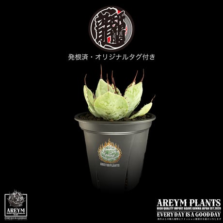 アガベ , パリー・トランカータ アガベ・パリー トランカータ｜Agave parryi var. truncata | DESERT INC.