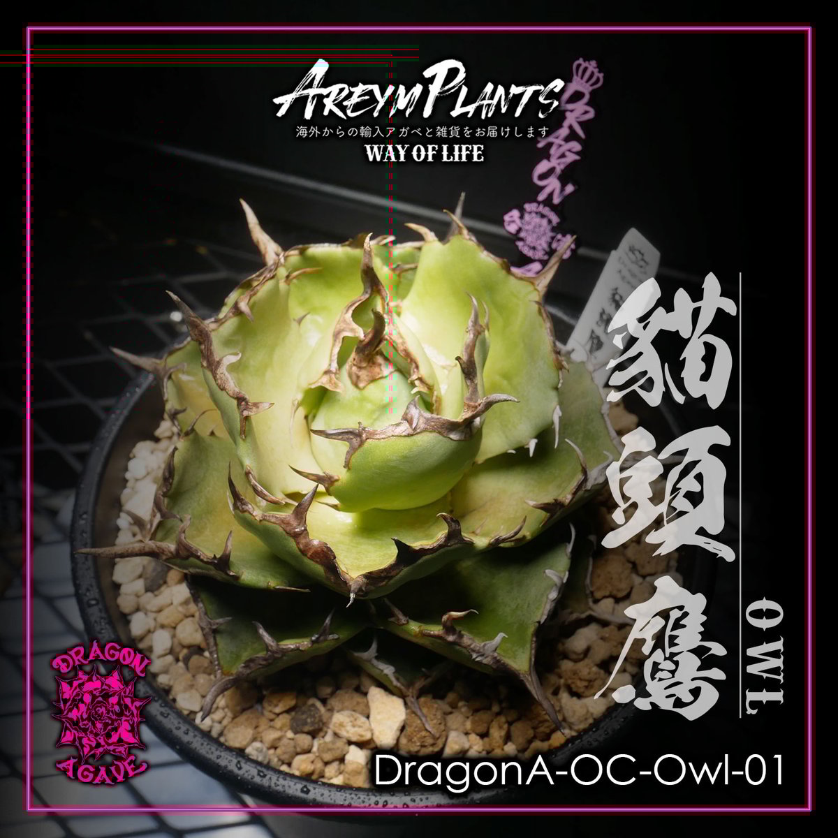 【60％OFF】 ドラゴンアガベ産！アガベ Agave フクロウ チタノタ貓頭鷹 アガベ