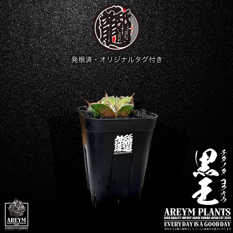 発根済 送料無料 潮龍家 安生産 アガベ チタノタ 黒王 agave titanota
