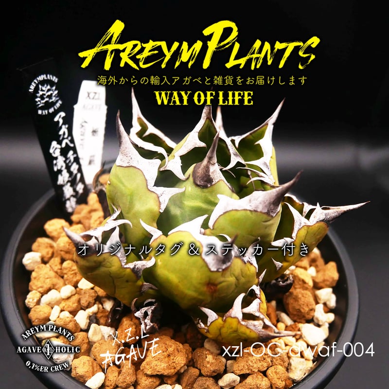 台湾XZL産 アガベ チタノタ 姫厳龍 Agave Titanota 