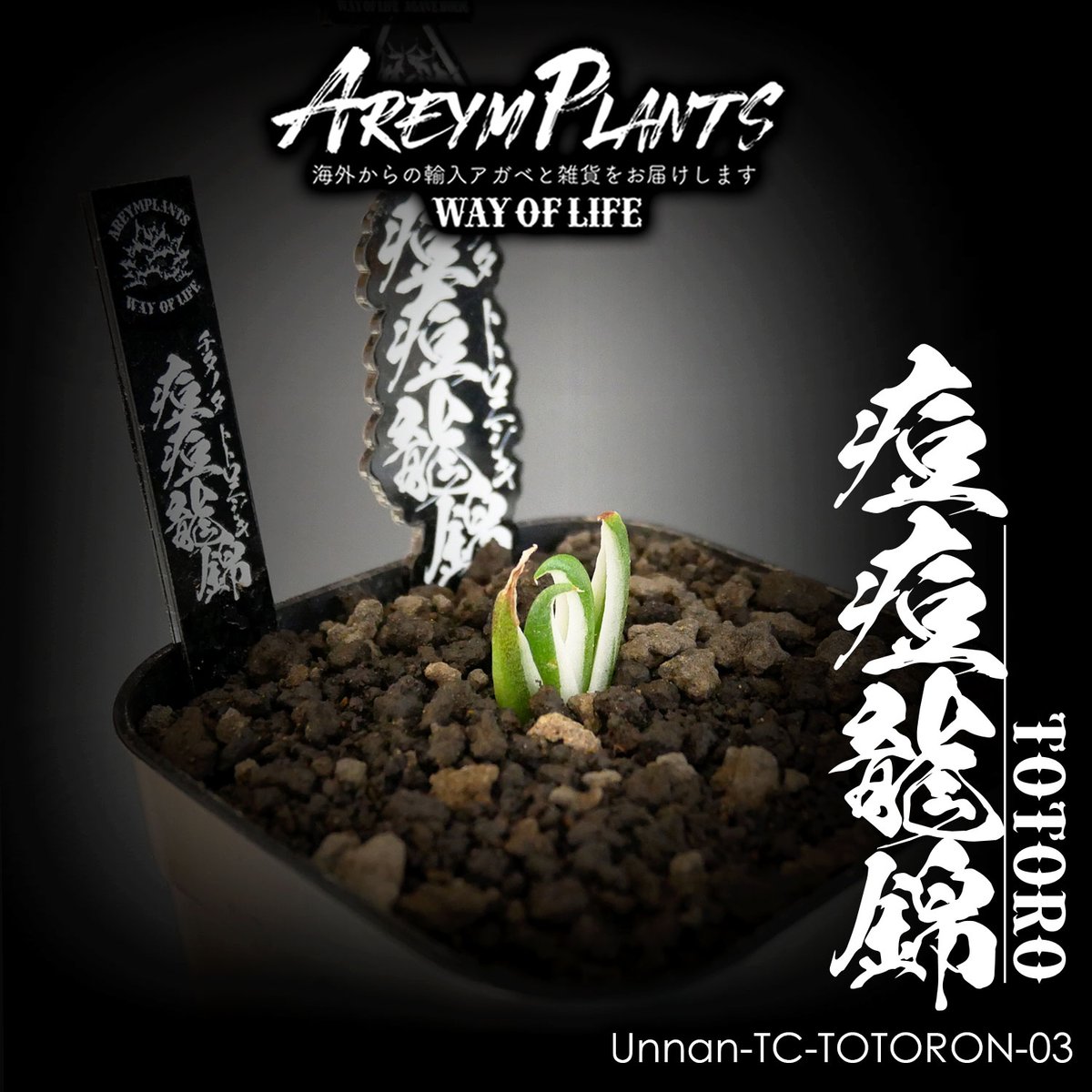 速達【鉢ごと発送】発根済み　活着間近　サイズ　アガベ　チタノタ　豆豆龍錦　TC 初売り】34 安定株 速達 アガベ チタノタ 豆豆龍錦 覆輪斑 TC - メルカリ