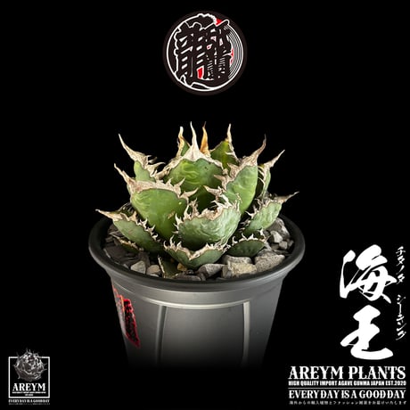 税込・送料無料でお届け致します アガベ チタノタ  精品海王 Agave titanota Sea King (AREYM-SEAKING-04-01)