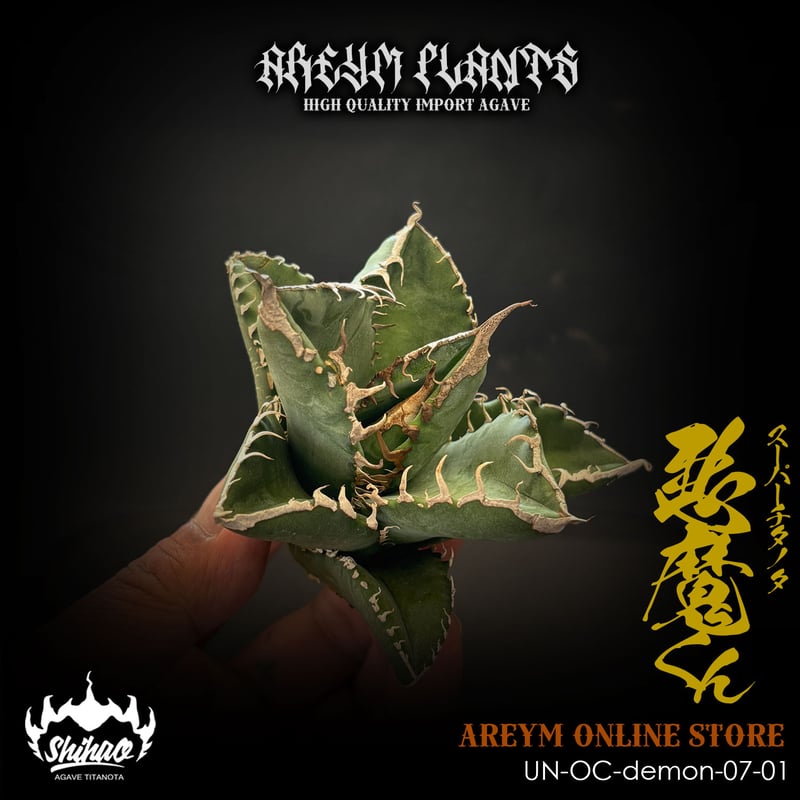 Agave Titanota アガベチタノタ シチリア FO76 大株 悪魔くん Agave Titanota アガベチタノタ シチリア FO76 大株 悪魔くん