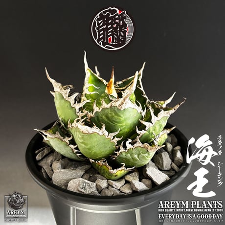 税込・送料無料でお届け致します アガベ チタノタ  精品海王 Agave titanota Sea King (AREYM-SEAKING-04-01)