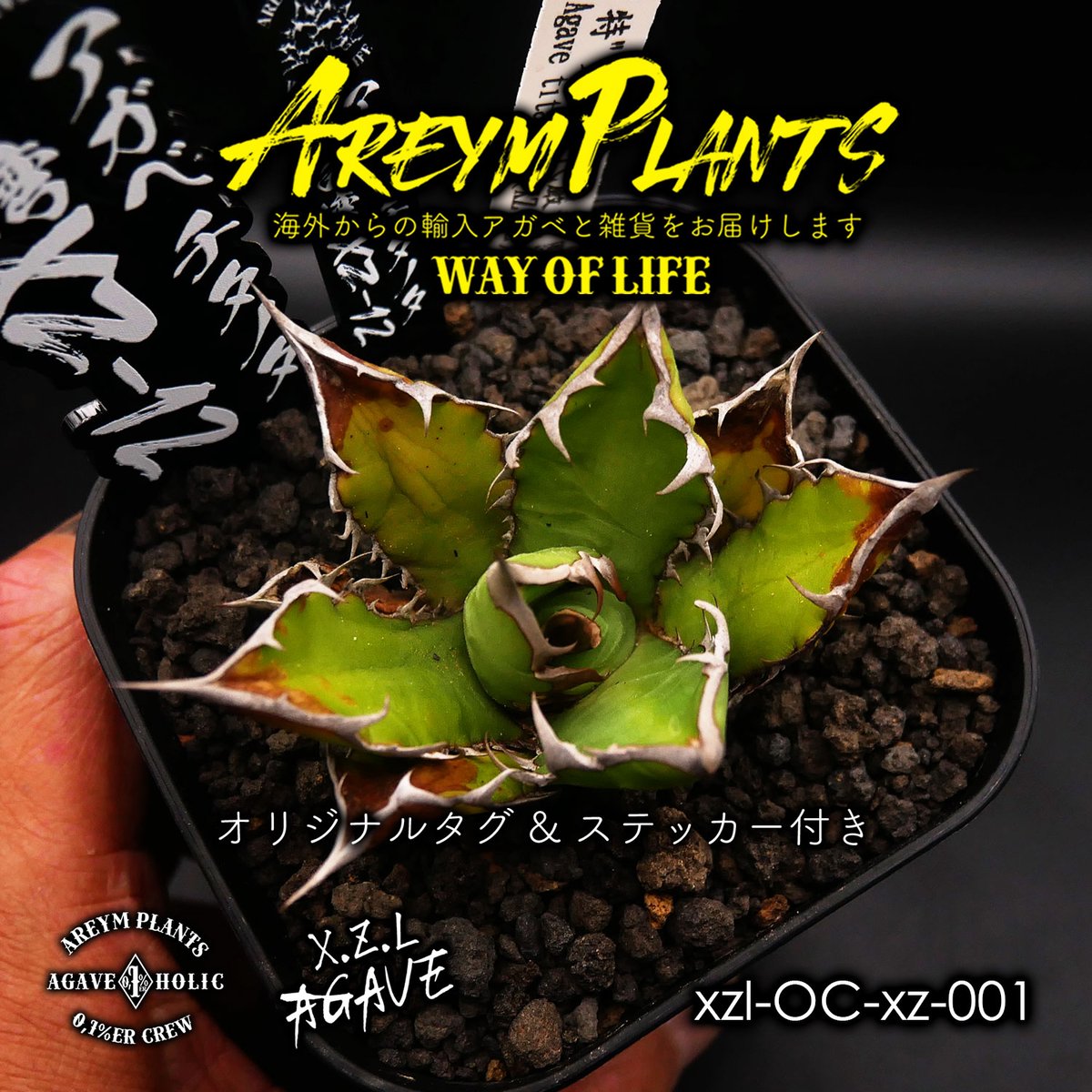アガベ チタノタ XZ-12 Agave Titanota アガベ チタノタ XZ-12 Agave Titanota