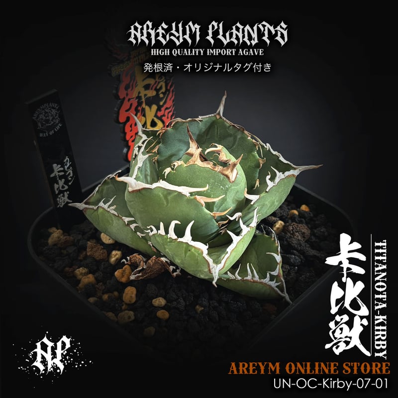 発根済 雲南省産 アガベ チタノタ 卡比兽 卡比獣 カビゴンAgave