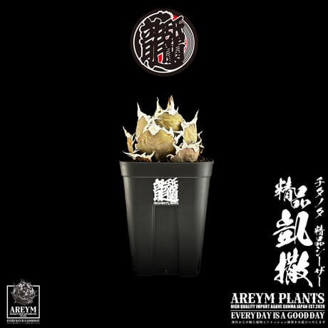アガベチタノタシーザー | STORES