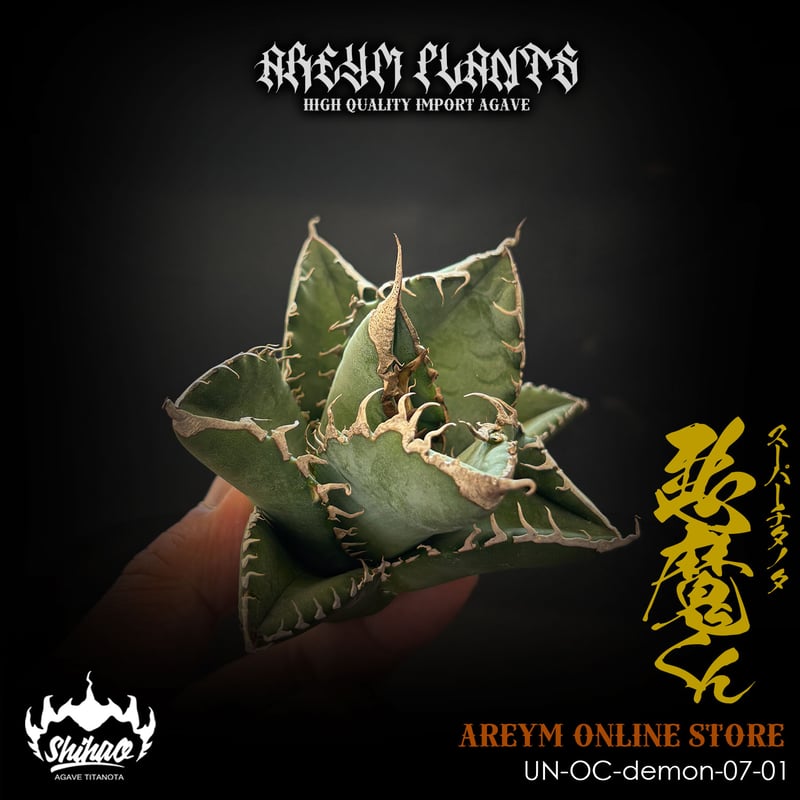 アガベ チタノタ 悪魔くんOC 発根済 雲南省産 アガベ チタノタ 悪魔くん Agave Titanota (UN
