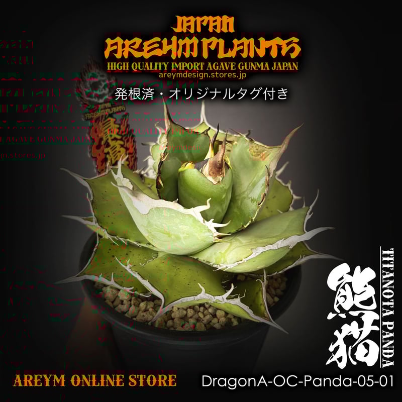 【DRAGON AGAVE産】AGAVE TITANOTA 火鳳凰 OC株 fit=scale-down,w=1200