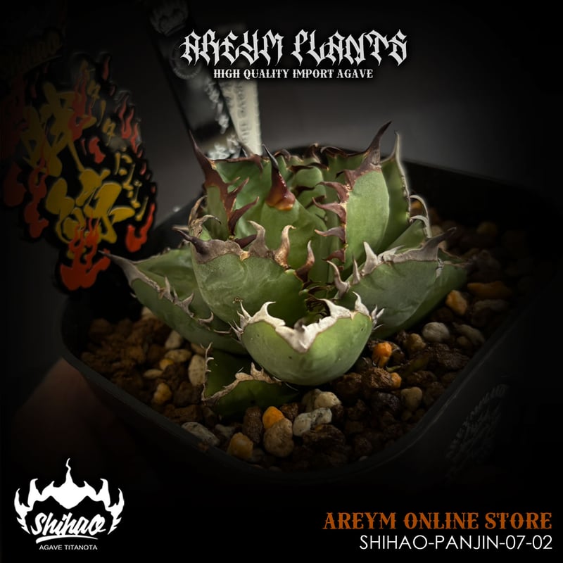 発根済 台湾Shi-hao産 アガベ チタノタ パンジン 胖鯨 agave