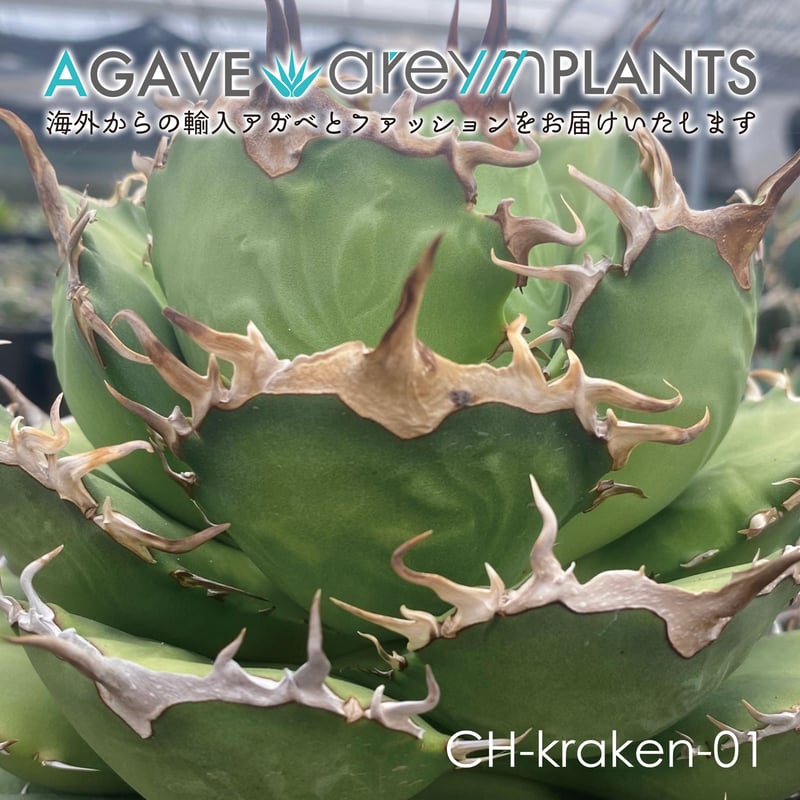 アガベ】狼人 極上OC 発根済!アガベ・チタノタ・金剛狼｜agave