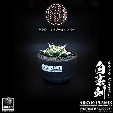 アレイムプランツ