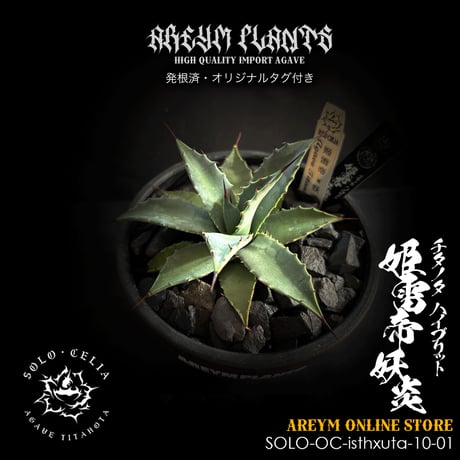 アガベ星空 | STORES