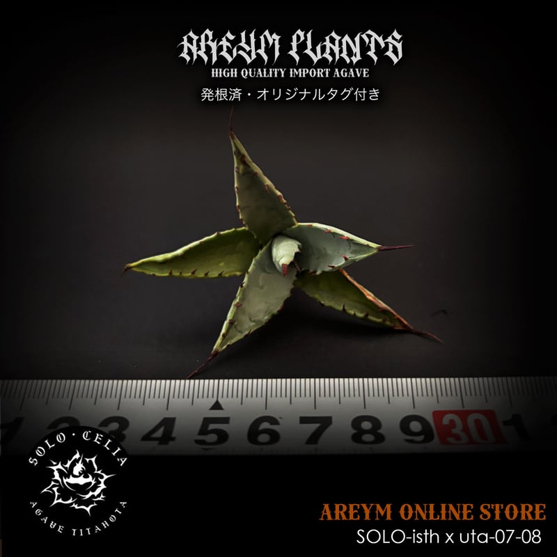 発根済 SOLO産ハイブリッド アガベ チタノタ 姫雷帝x妖炎 Agave