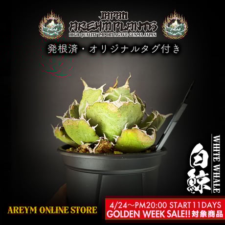 アガベチタノタ白鯨 | STORES アガベチタノタ白鯨 | STORES