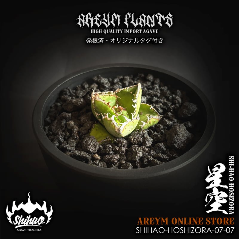 発根済 台湾Shi-hao アガベ チタノタ ホシゾラ 元祖星空 agave