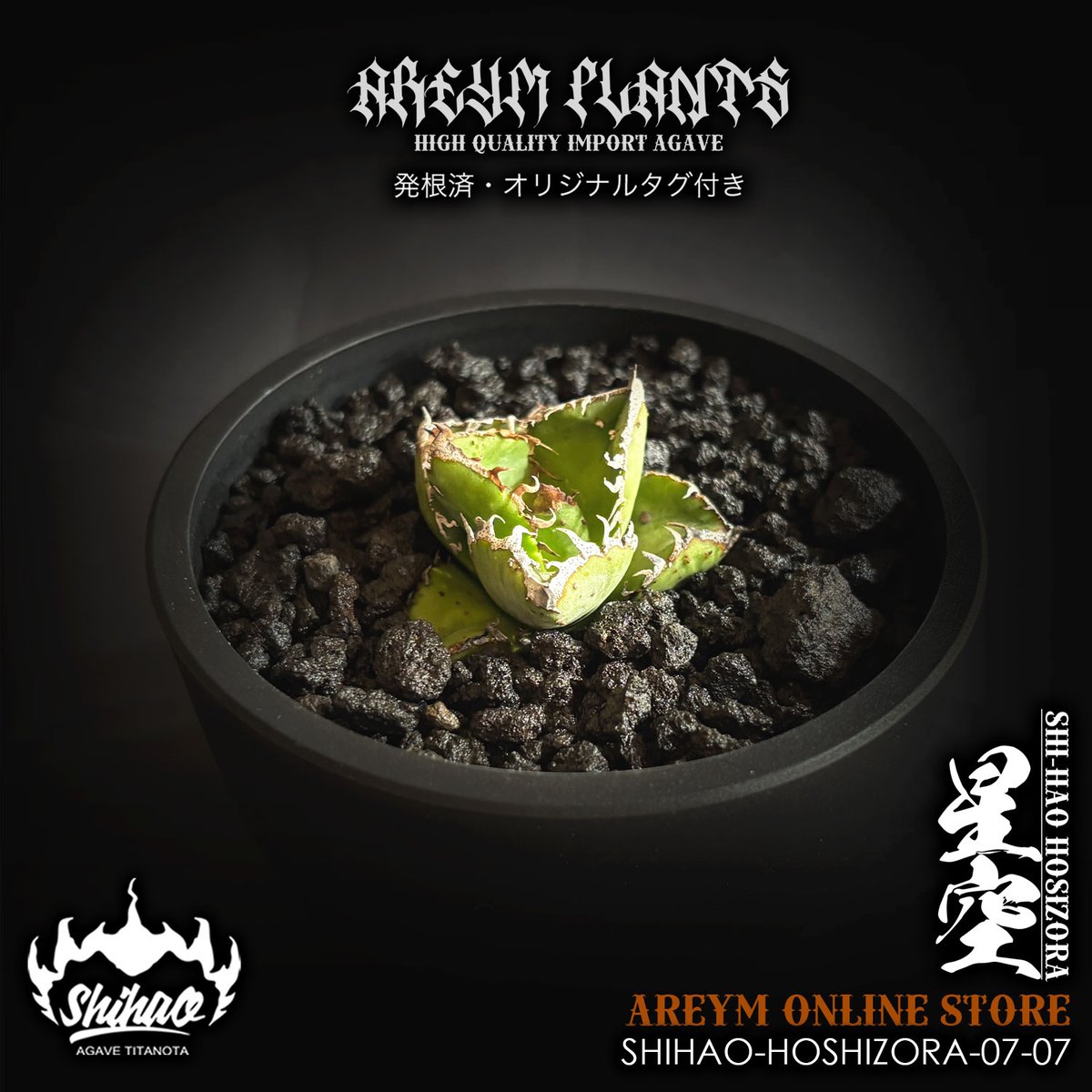 【発根済】アガベ チタノタ 星空 shihao産 発根済】アガベ チタノタ 星空 shihao産
