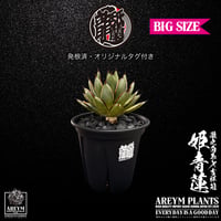 発根済 送料込み アガベ ハイブリット 姫青蓮 agave titanota himeseiren【ARM-OC-hie-06-01】