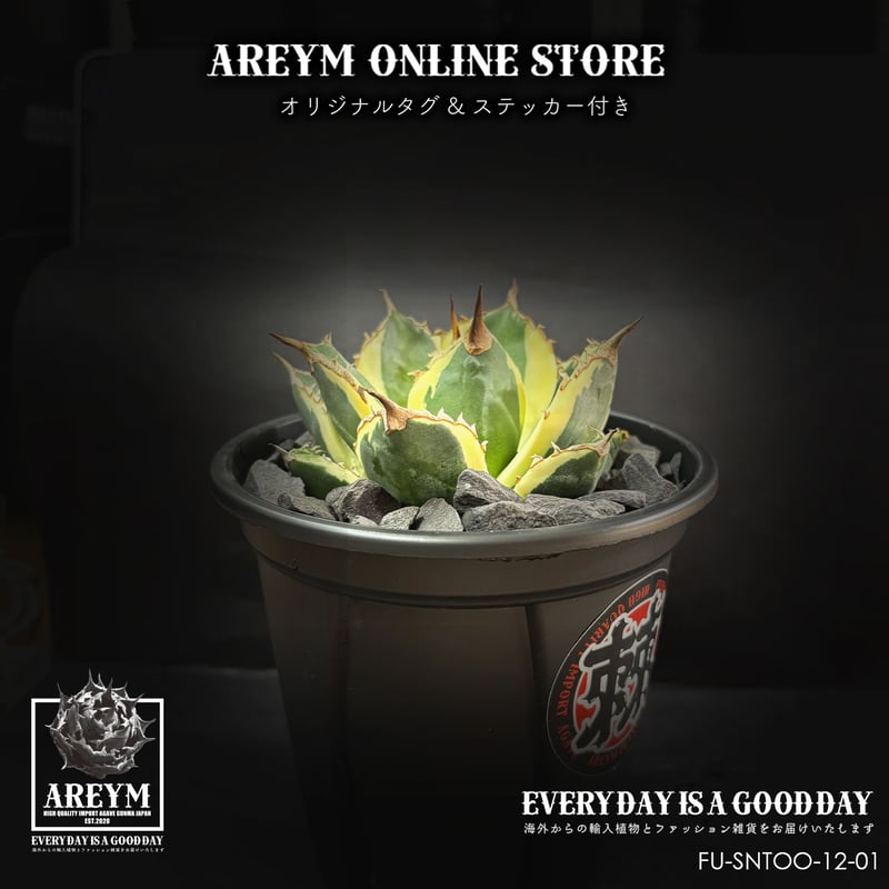 税込・送料無料でお届け致します アガベ・チタノタ スナグルトゥース