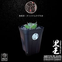発根済 送料無料 潮龍家 安生産 アガベ チタノタ 黒王 agave titanota kokuo【Andy-OC-KOKUO-06-09】