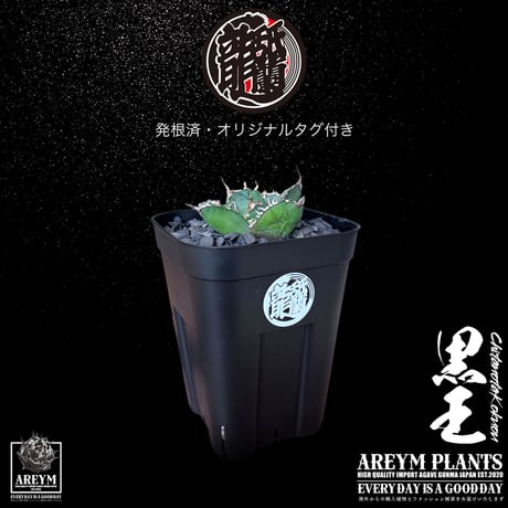 CATEGORY 新着アイテム | アレイムプランツ
