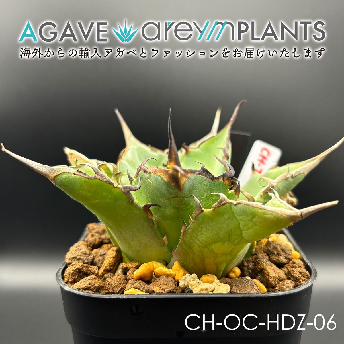 アガベ 白焔 ホワイトファイヤー 親株 【公式通販】