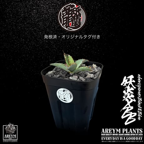 ユタエンシス エボリスピナ×ブラックアンドブルー Agave utahensis var