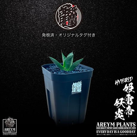 アガベ星空 | STORES