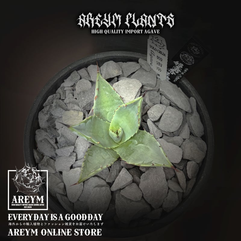 アガベ ハイブリッド 雷帝×妖炎　土田制所 雷帝×妖炎❤️‍🔥 1ヶ月で2枚展開 はじめ遅いかなと思ったけど 比較的