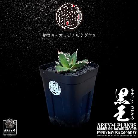 アレイムプランツ