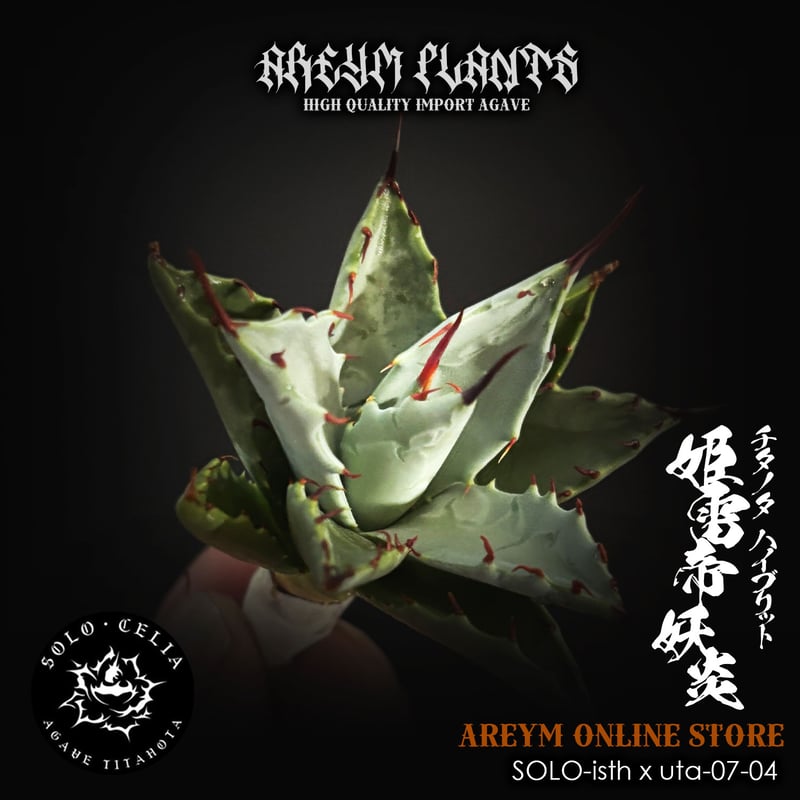 発根済 SOLO産ハイブリッド アガベ チタノタ 姫雷帝x妖炎 Agave