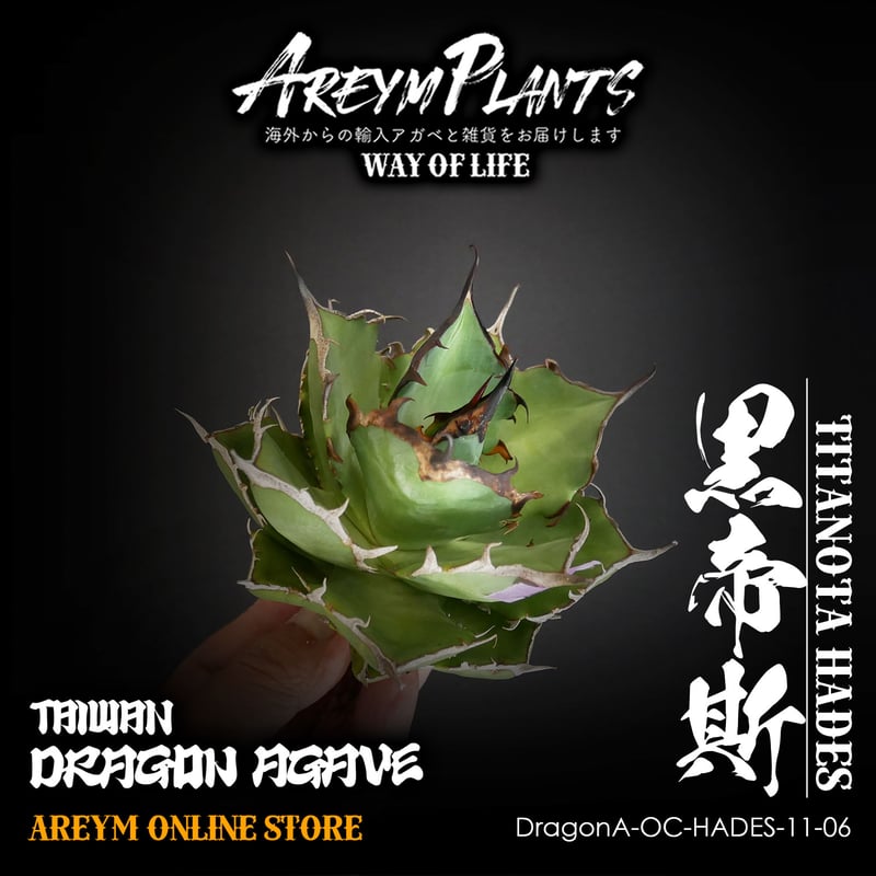 台湾産ドラゴンアガベハデス